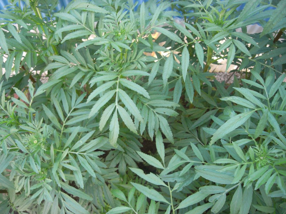 �A�t���J���Q�S