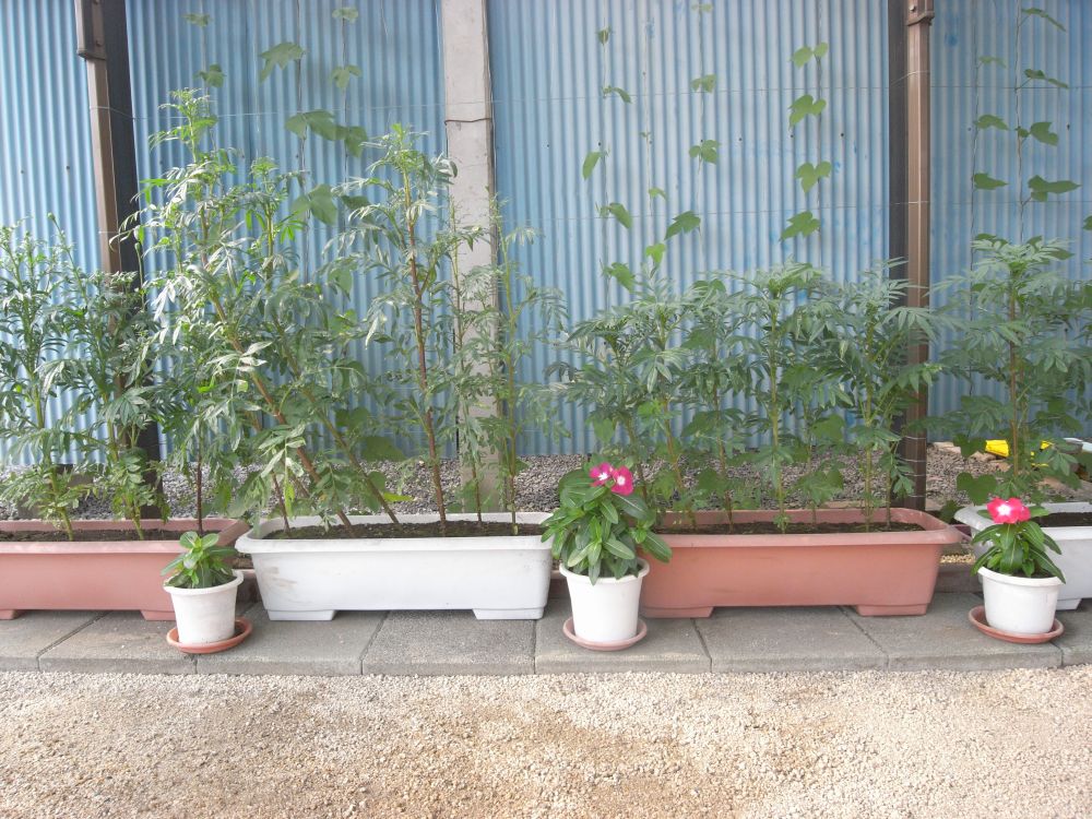 �A�t���J���Q�U