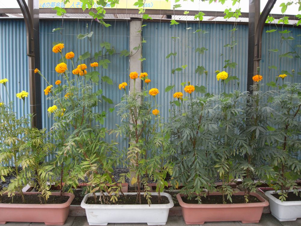 �A�t���J���Q�V