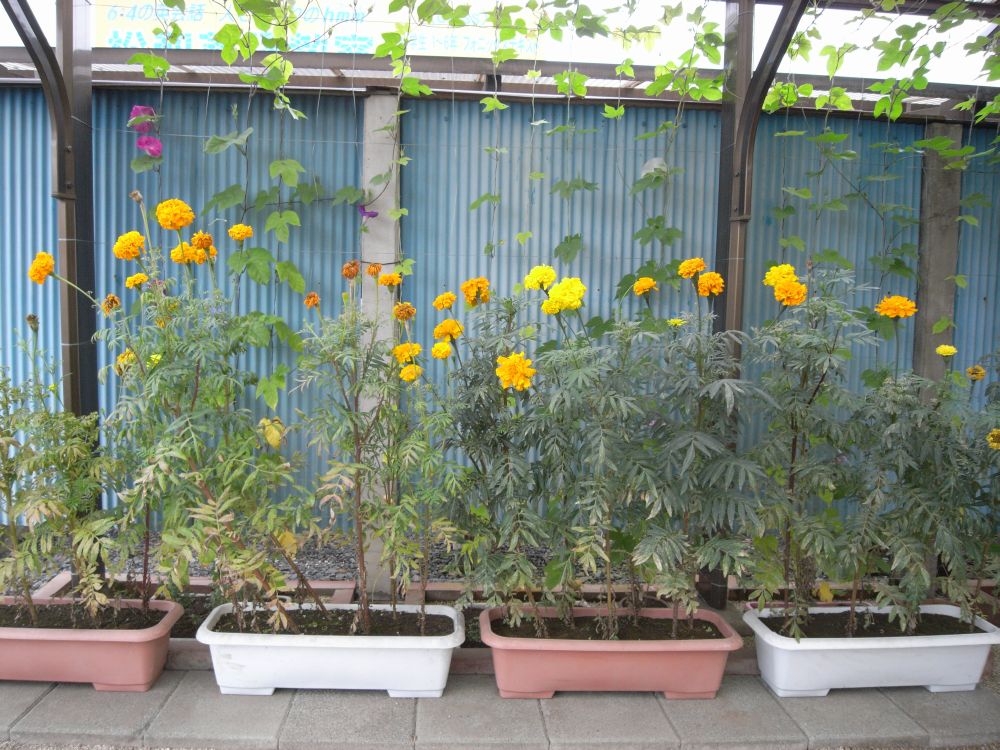 �A�t���J���Q�W