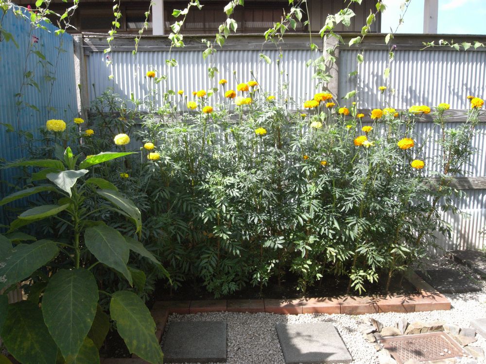 �A�t���J���R�O