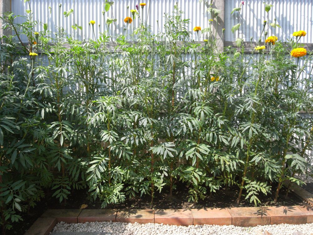 �A�t���J���R�Q