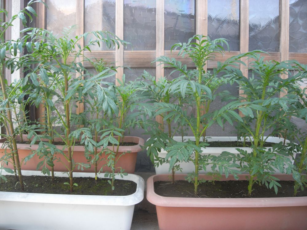 �A�t���J���R�R