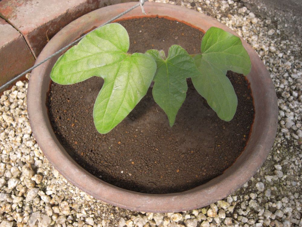 �A�T�K�I�S