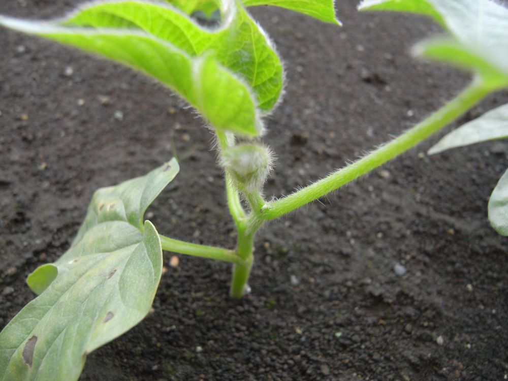 �A�T�K�I�T