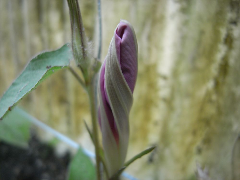 �A�T�K�I�U