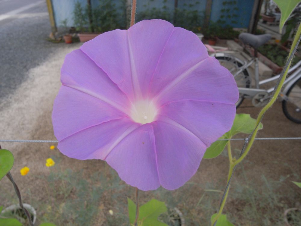 �A�T�K�I�V