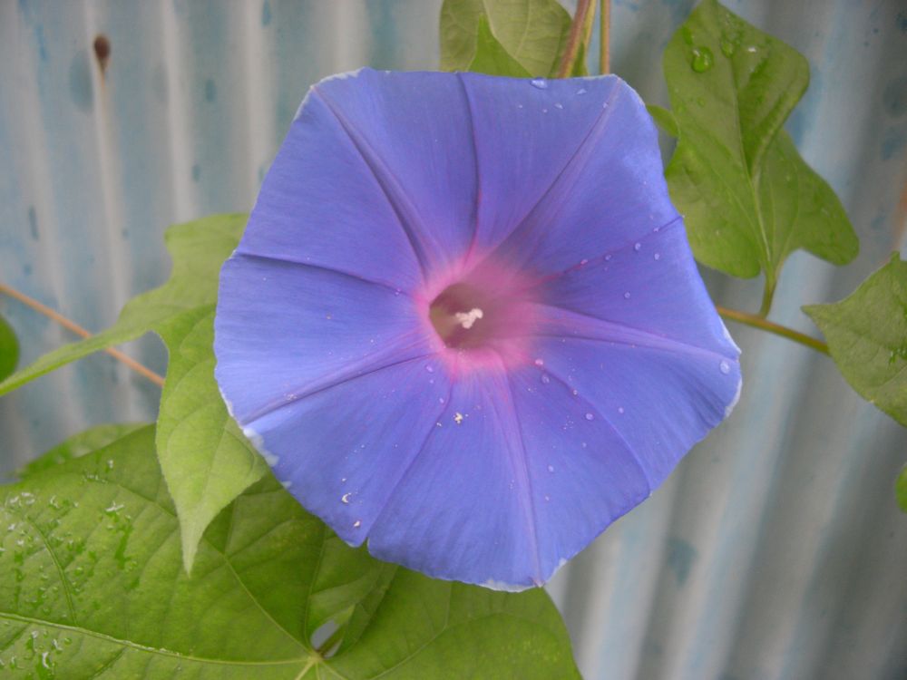 �A�T�K�I�X