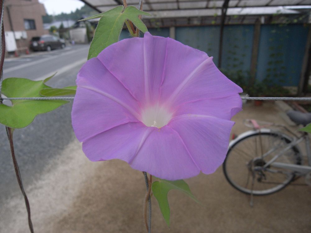 �A�T�K�I�P�O