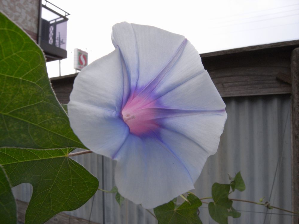 �A�T�K�I�P�V