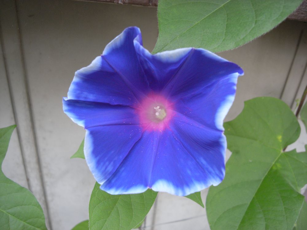 �A�T�K�I�P�X