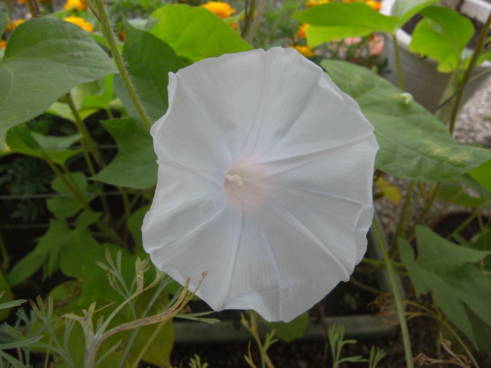 �A�T�K�I�Q�O