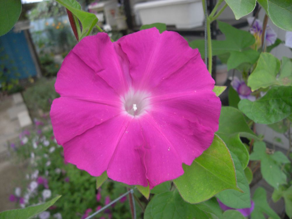 �A�T�K�I�Q�P