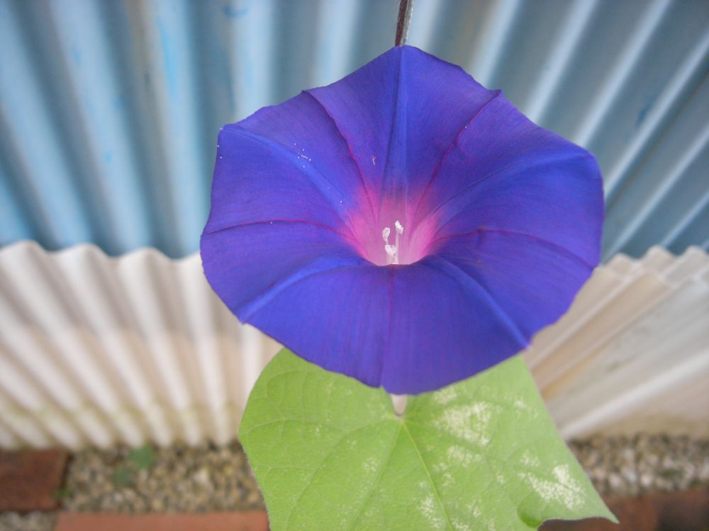 �A�T�K�I�Q�S