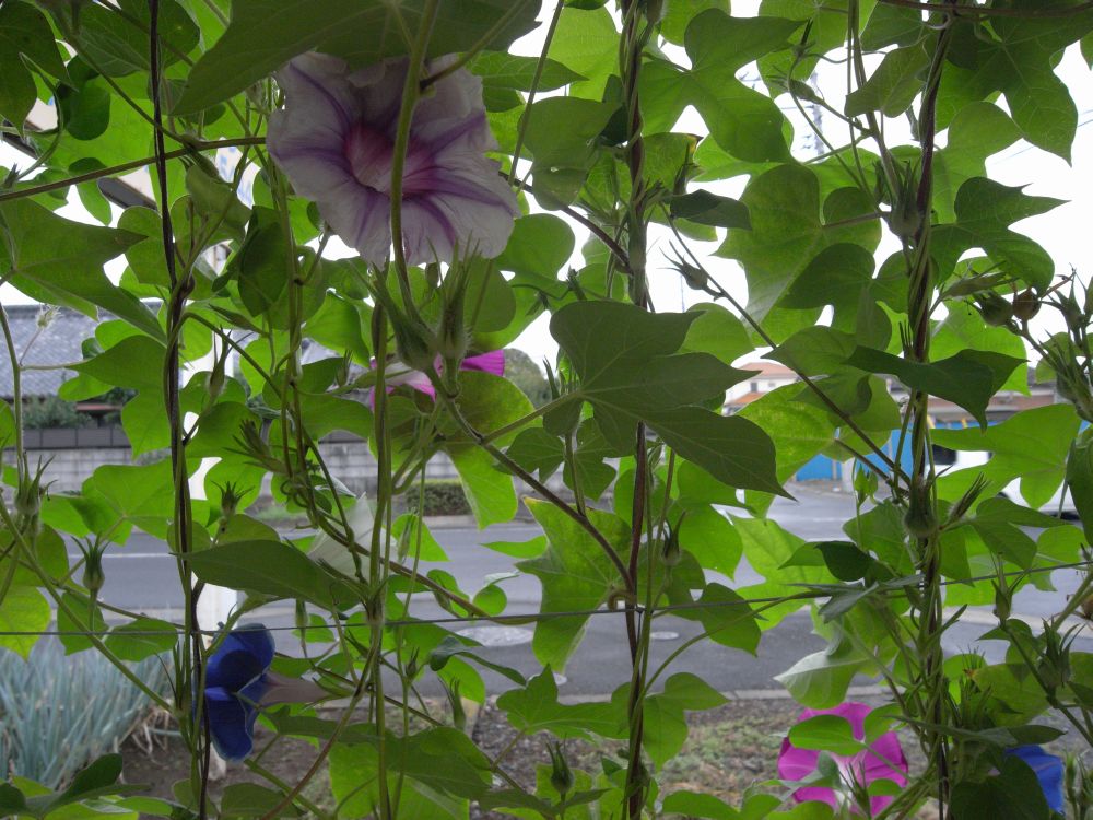 �A�T�K�I�Q�T