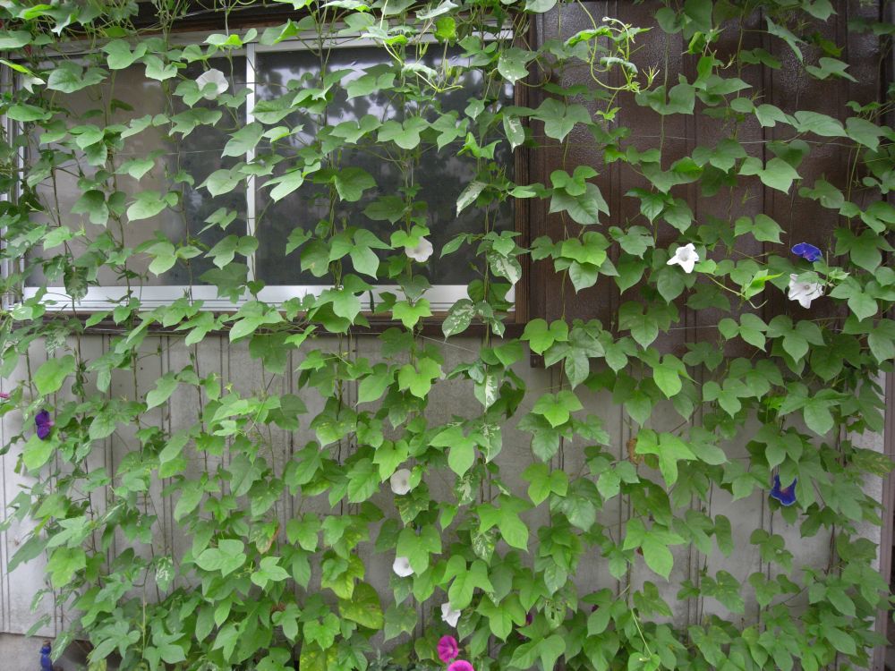 �A�T�K�I�R�O