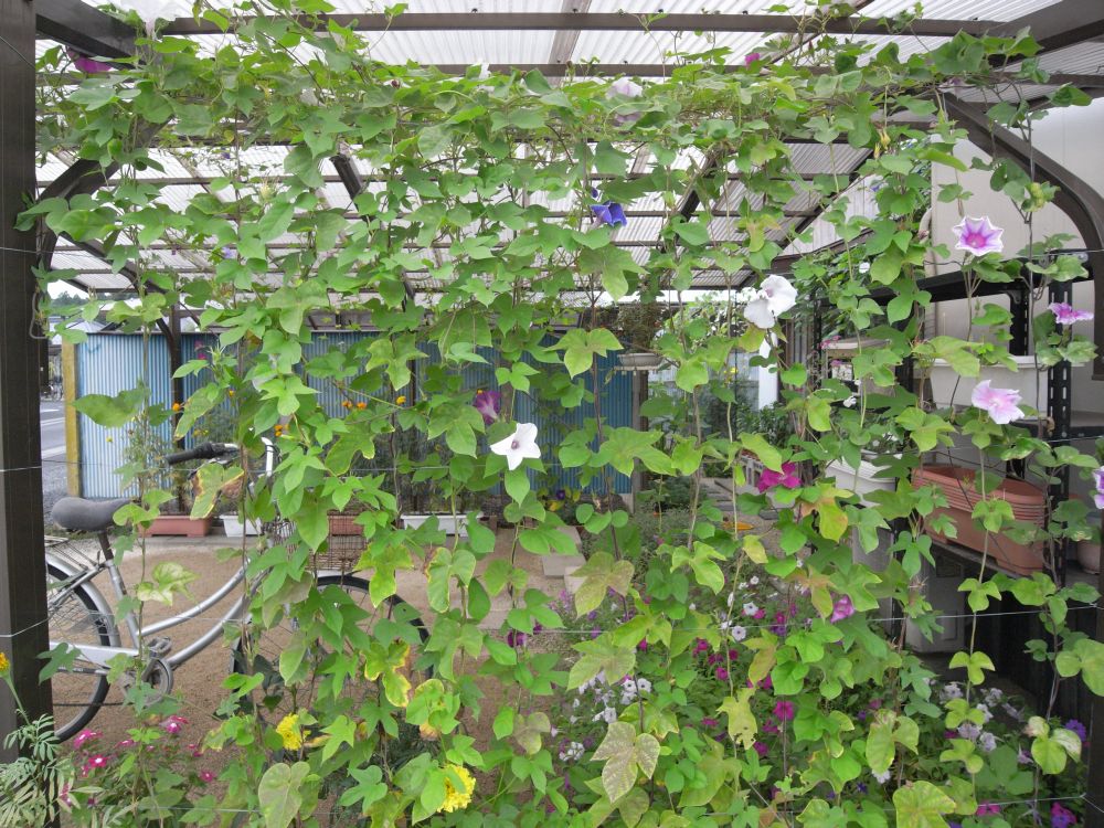 �A�T�K�I�R�P