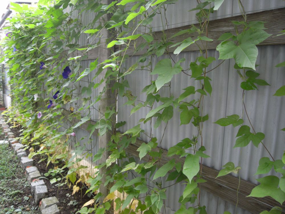 �A�T�K�I�R�R