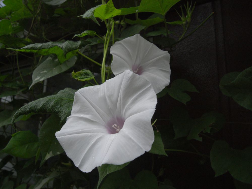 �A�T�K�I�R�S