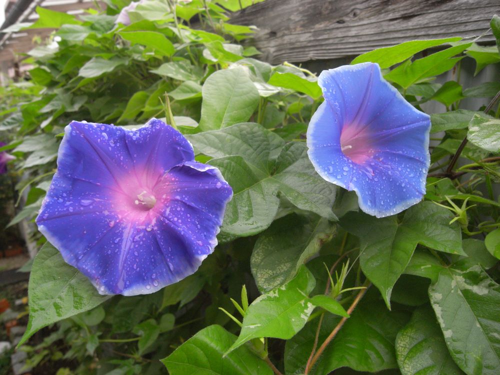 �A�T�K�I�R�S