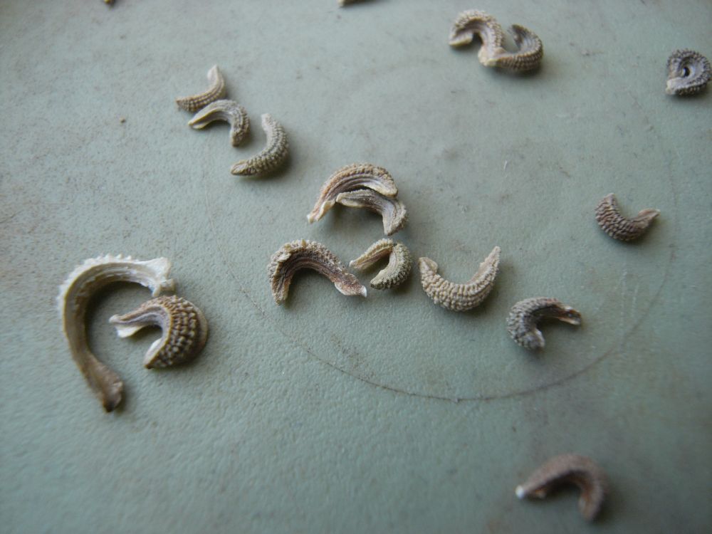 �L���Z���J�P