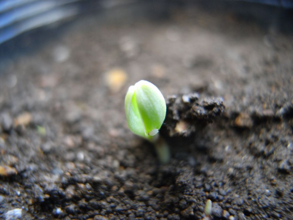 �L���Z���J�Q