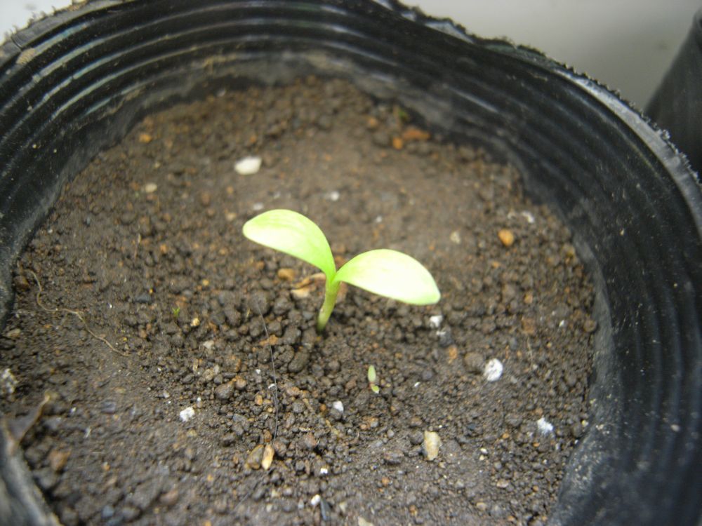 �L���Z���J�R