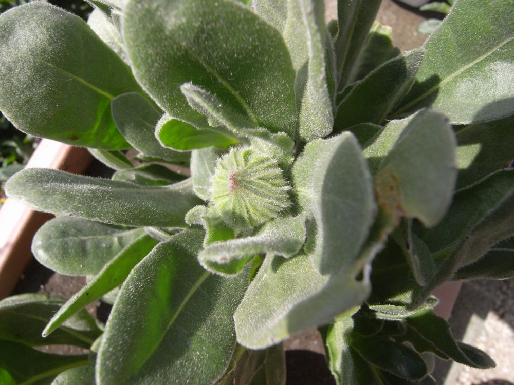 �L���Z���J�T