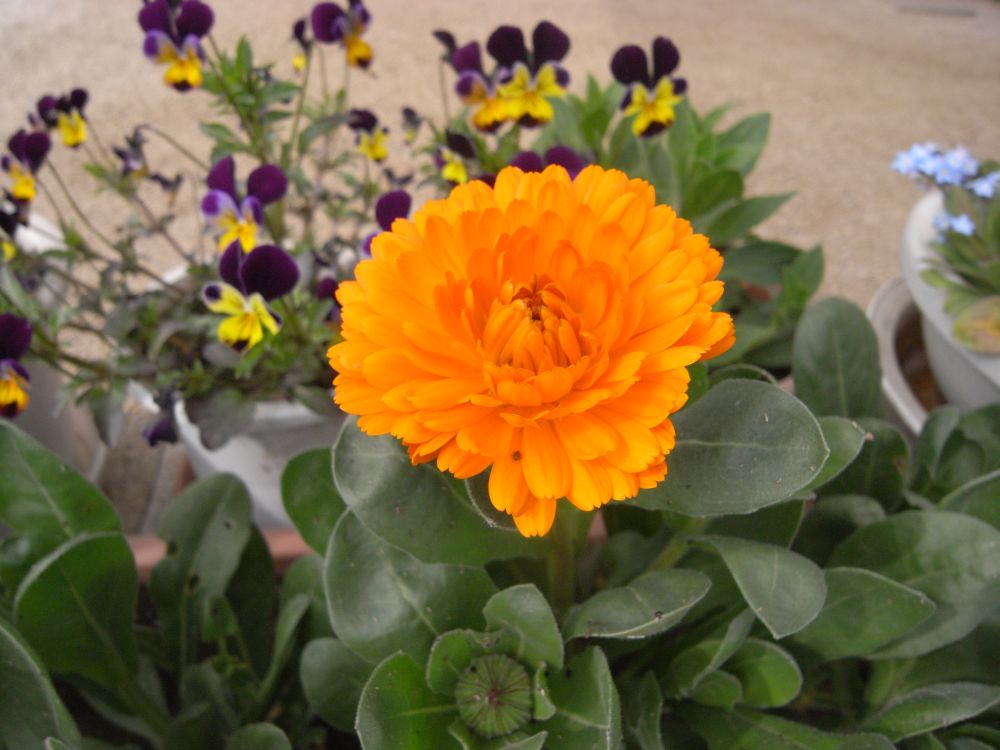 �L���Z���J�V