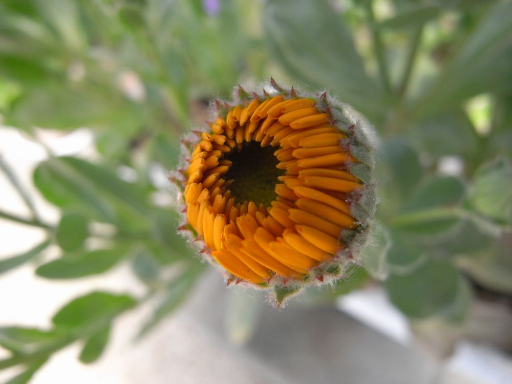 �L���Z���J�X