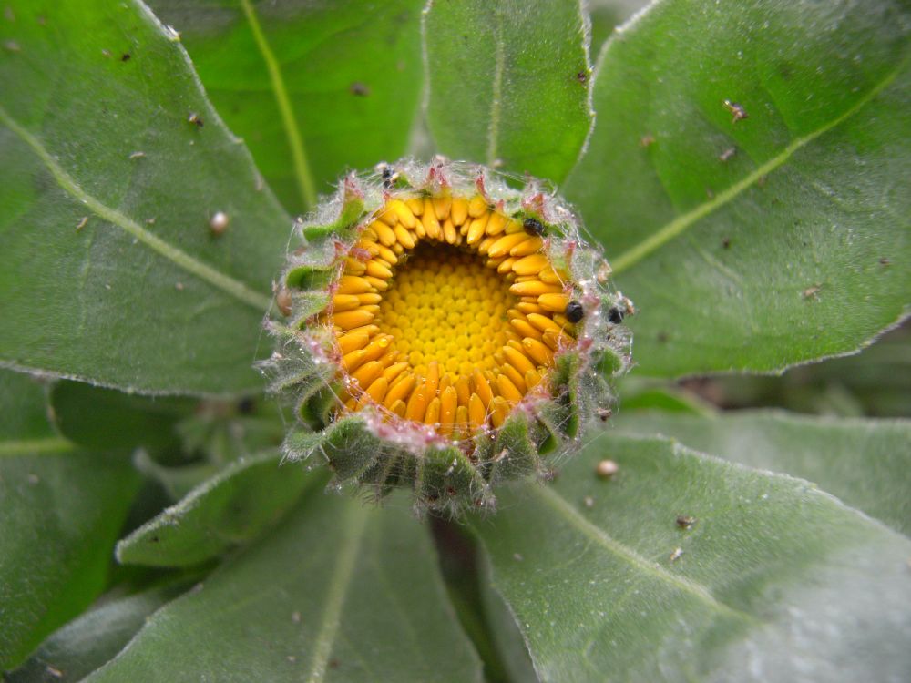 �L���Z���J�P�O