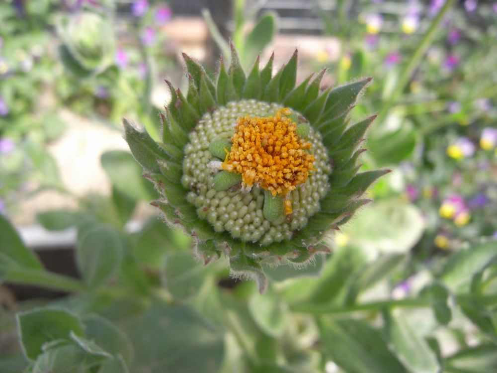 �L���Z���J�P�P