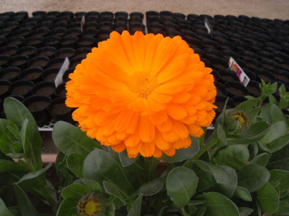 �L���Z���J�P�R