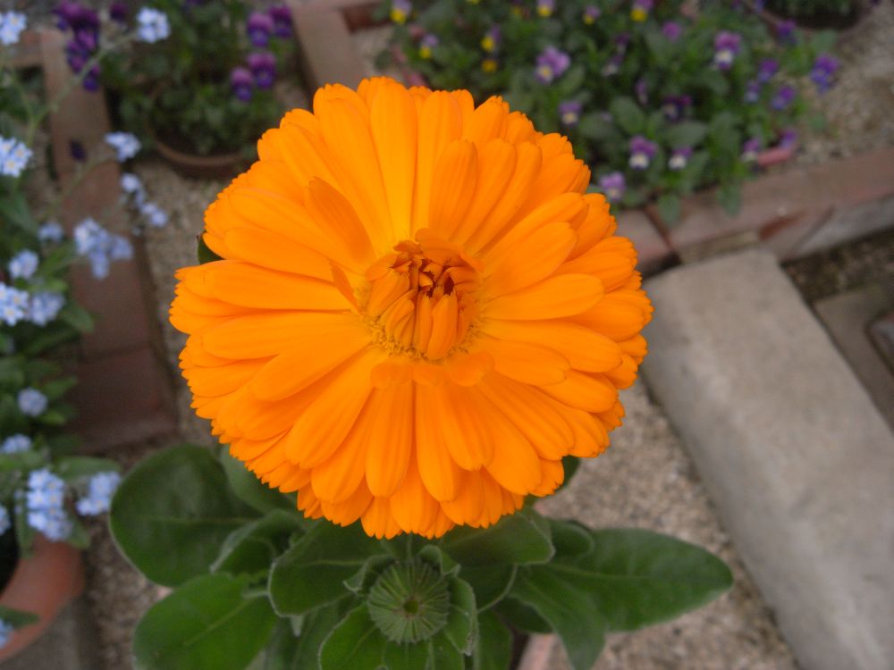 �L���Z���J�P�S