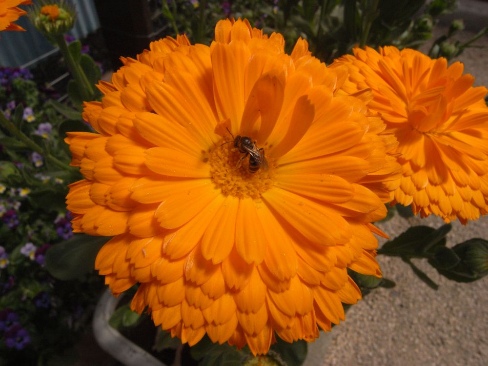 �L���Z���J�P�T