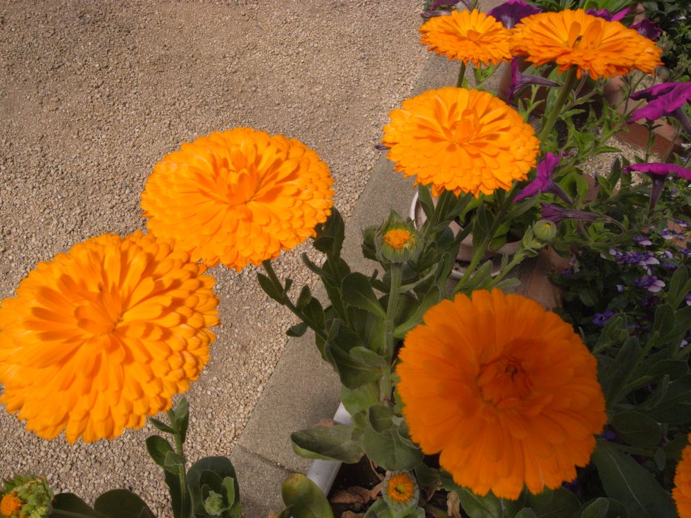 �L���Z���J�P�U