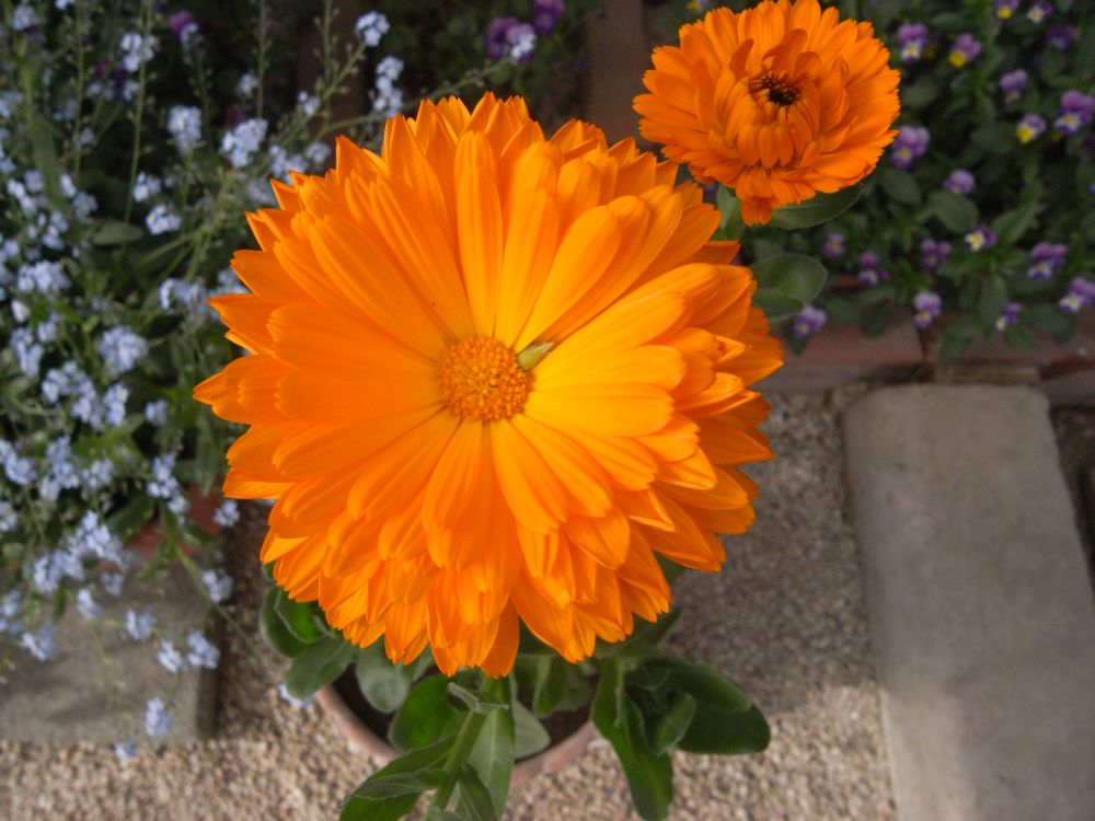 �L���Z���J�P�W