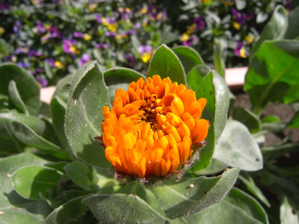 �L���Z���J�P�X