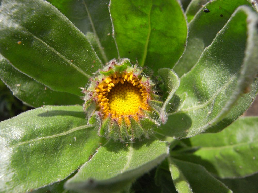 �L���Z���J�Q�O