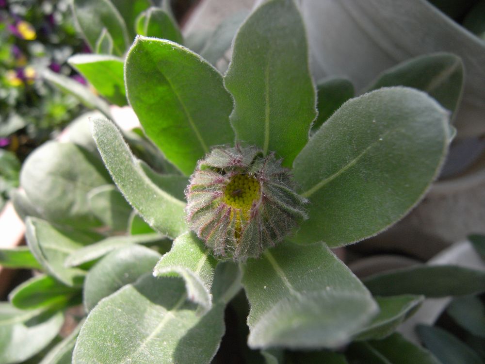 �L���Z���J�Q�P