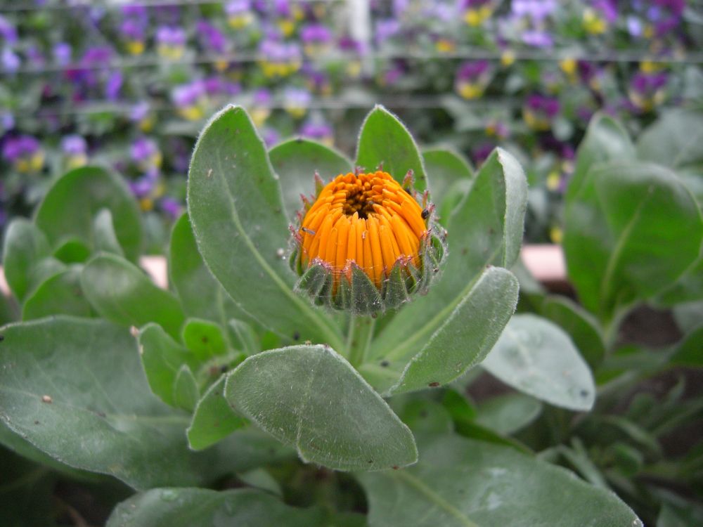 �L���Z���J�Q�S