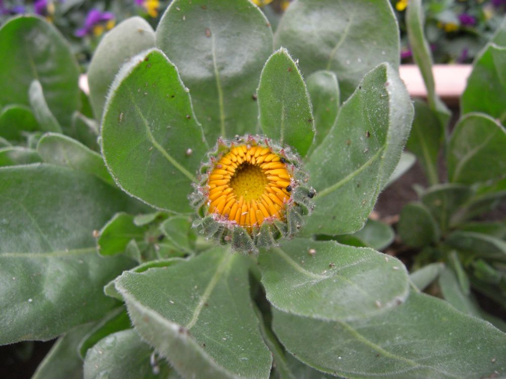 �L���Z���J�Q�T