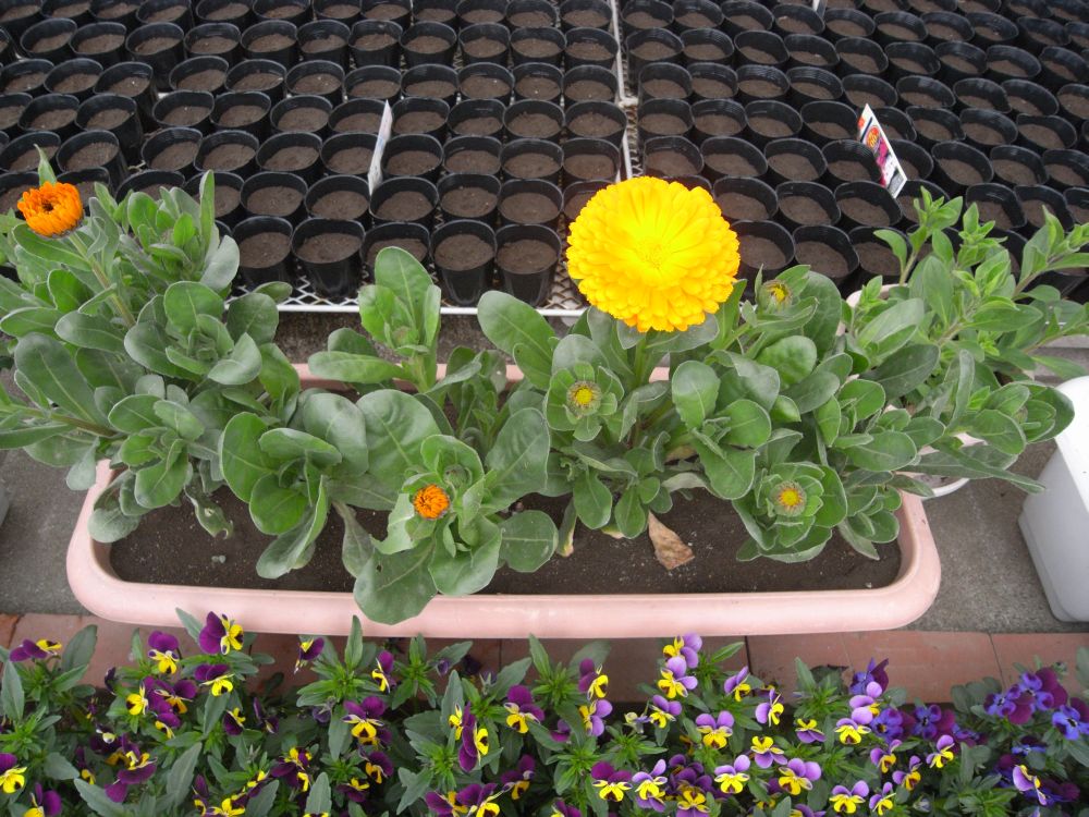 �L���Z���J�Q�V