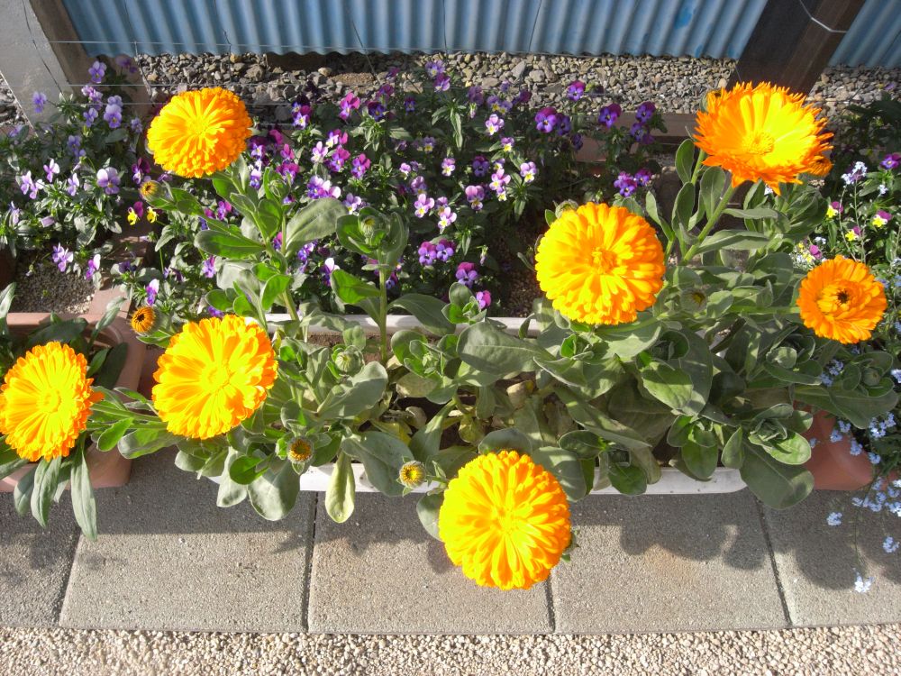 �L���Z���J�Q�X