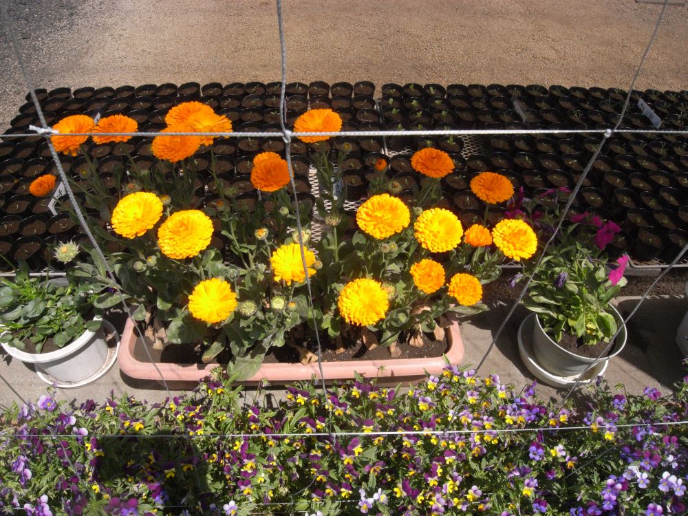 �L���Z���J�R�R