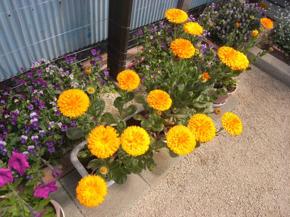 �L���Z���J�R�S