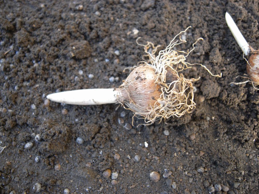 �X�i�b�v�P