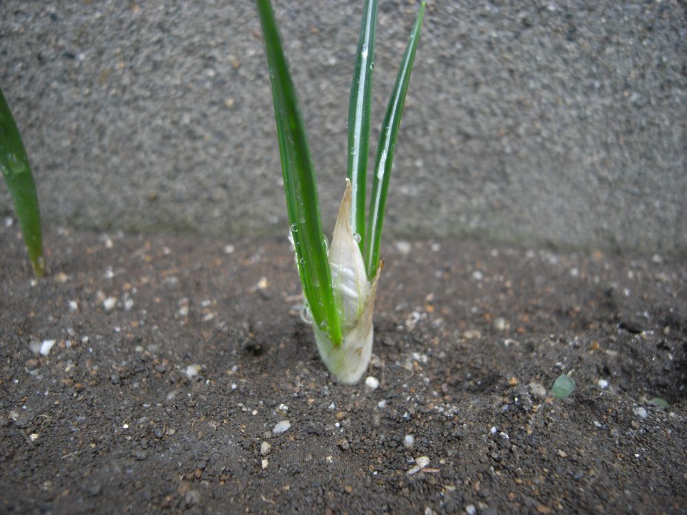 �X�i�b�v�R