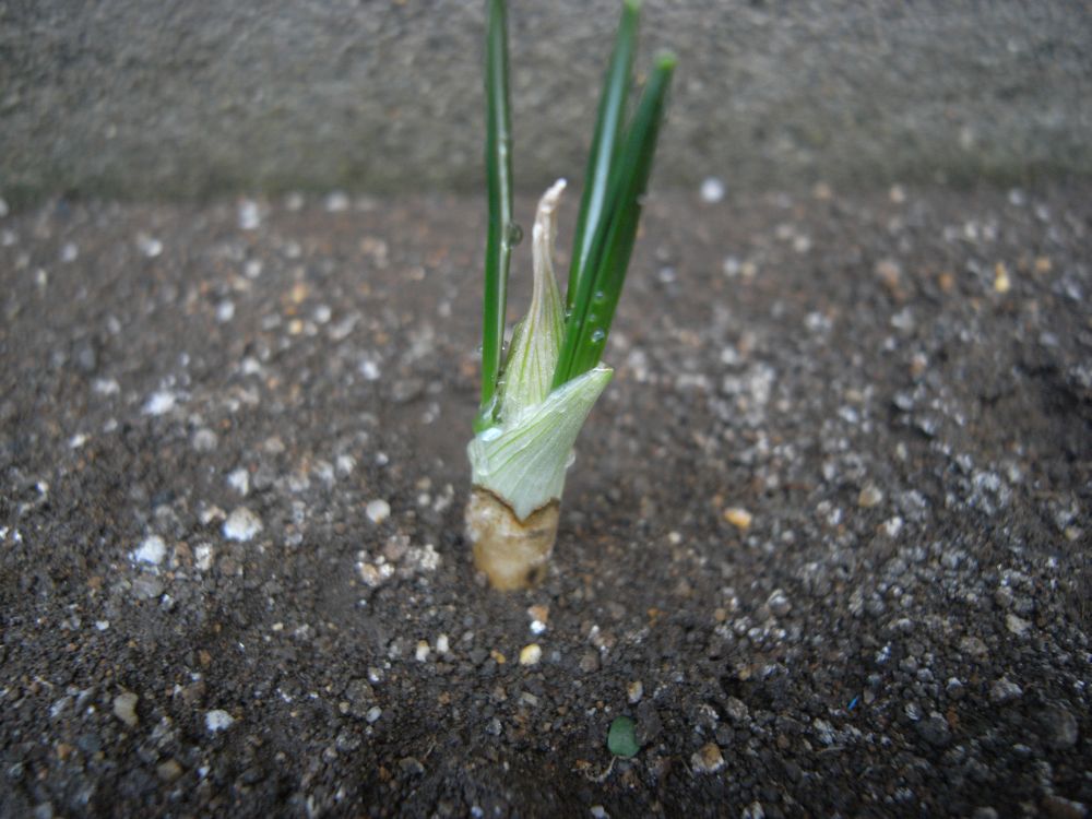 �X�i�b�v�S