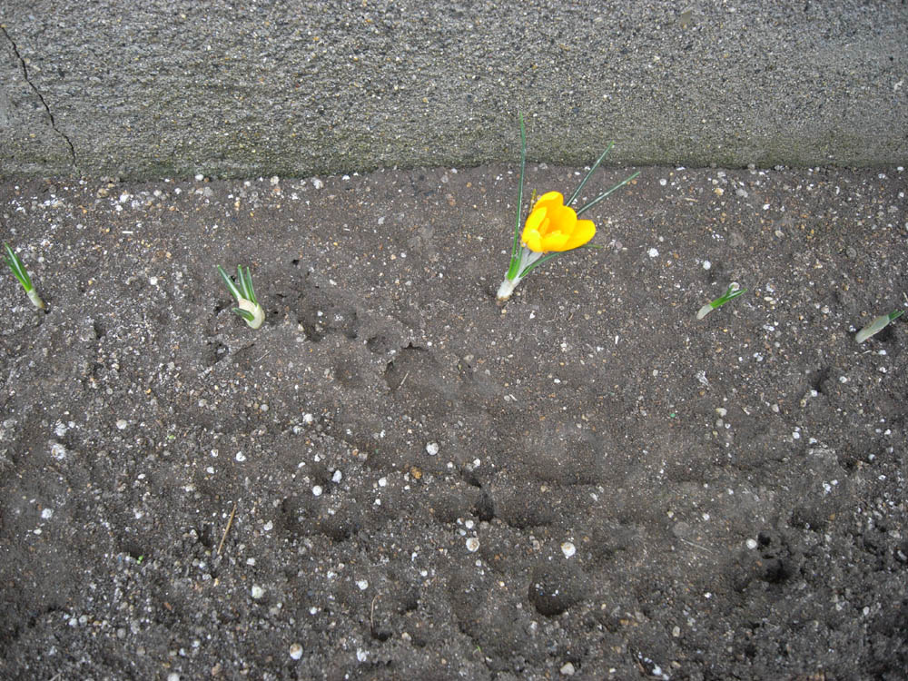 �X�i�b�v�T